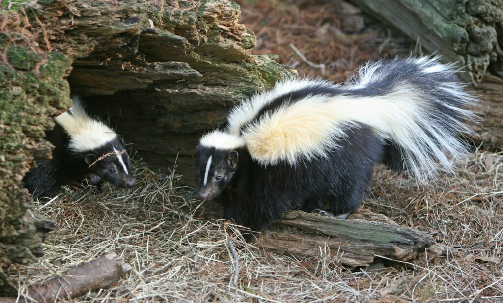 Two skunks are standing together in a small hole, looking curiously at their surroundings.