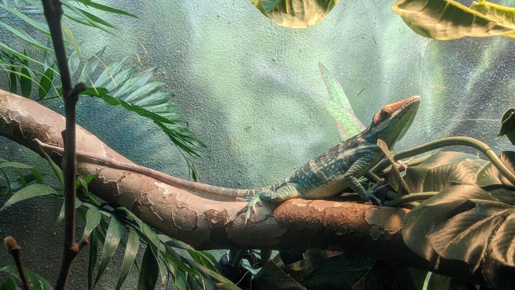 A green and brown lizard resting on a tree branch inside a terrarium, surrounded by artificial plants and foliage.