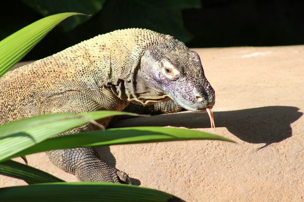 A lizard on a rock, soaking up the sun, with its intricate patterns contrasting against the rough stone surface.