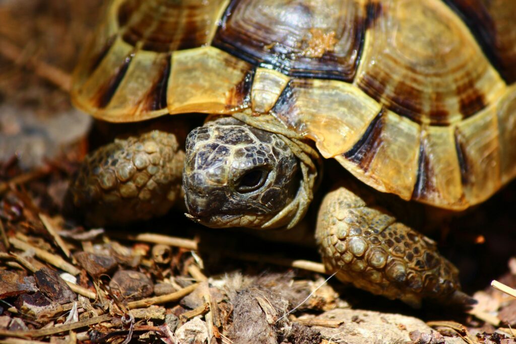 A close-up of a tortoise slowly walking on the ground, showcasing its textured shell and determined expression.