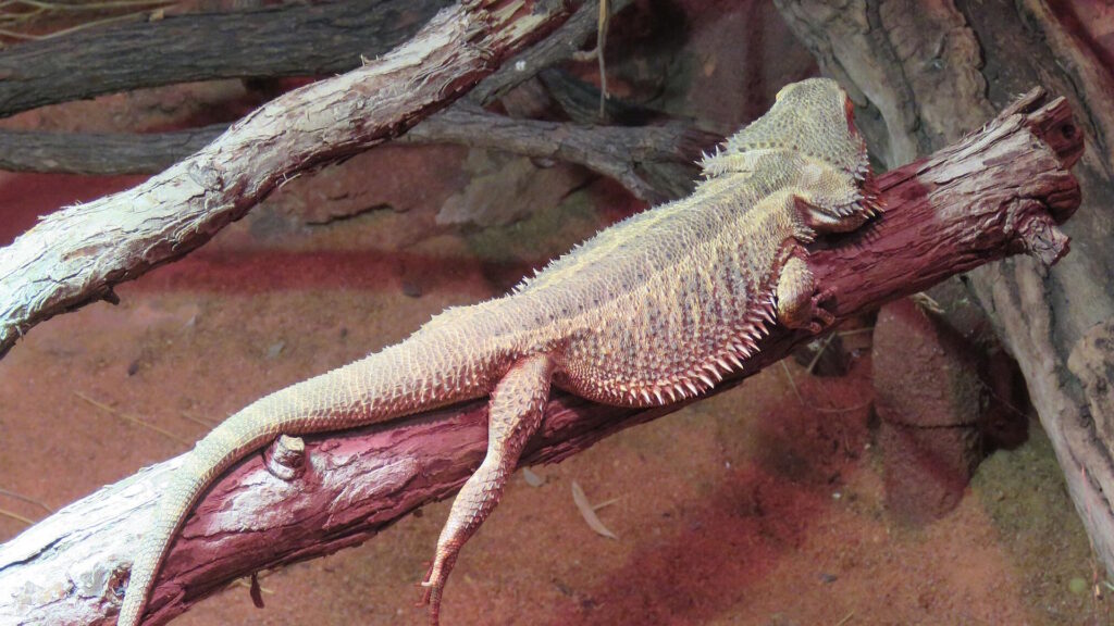 Central bearded dragon tilizing a naturalistic branch structure for climbing