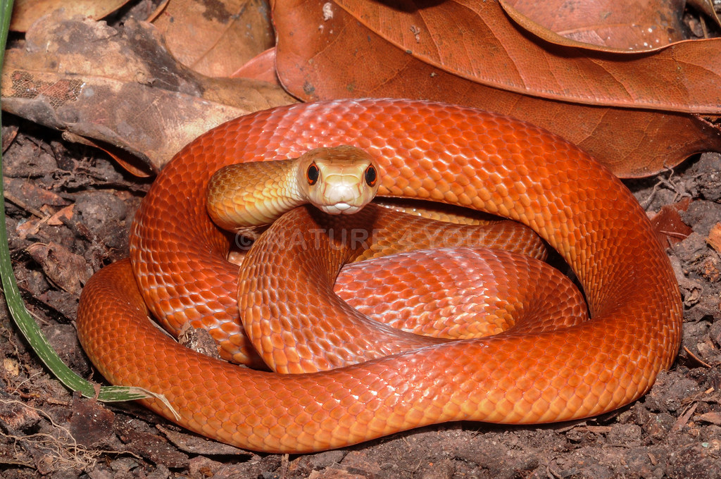 The Reptile With the Most Complex Venom – A Killer Cocktail