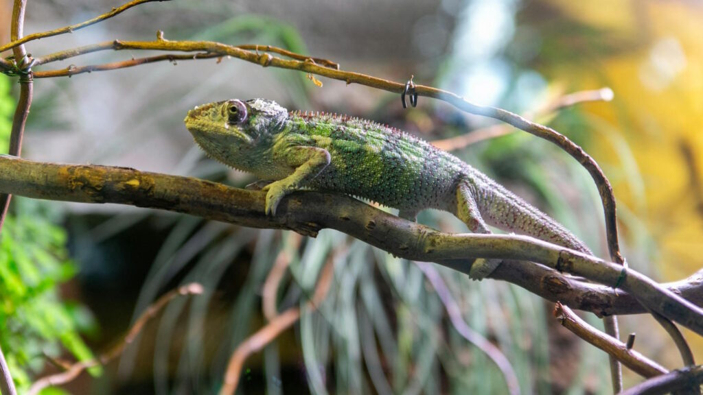 A chameleon perched on a branch, showcasing its ability to change color in response to environmental or emotional triggers