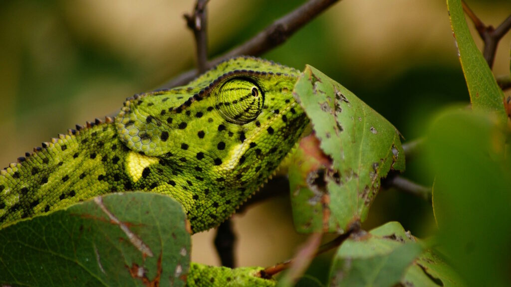 A chameleon sitting on a green leaf, showcasing its natural camouflage abilities with vibrant colors and textures on its skin.