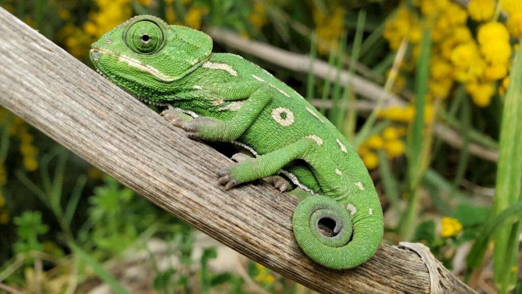 A chameleon perched on a brown wooden post, showcasing its unique skin structure that enables color-changing abilities