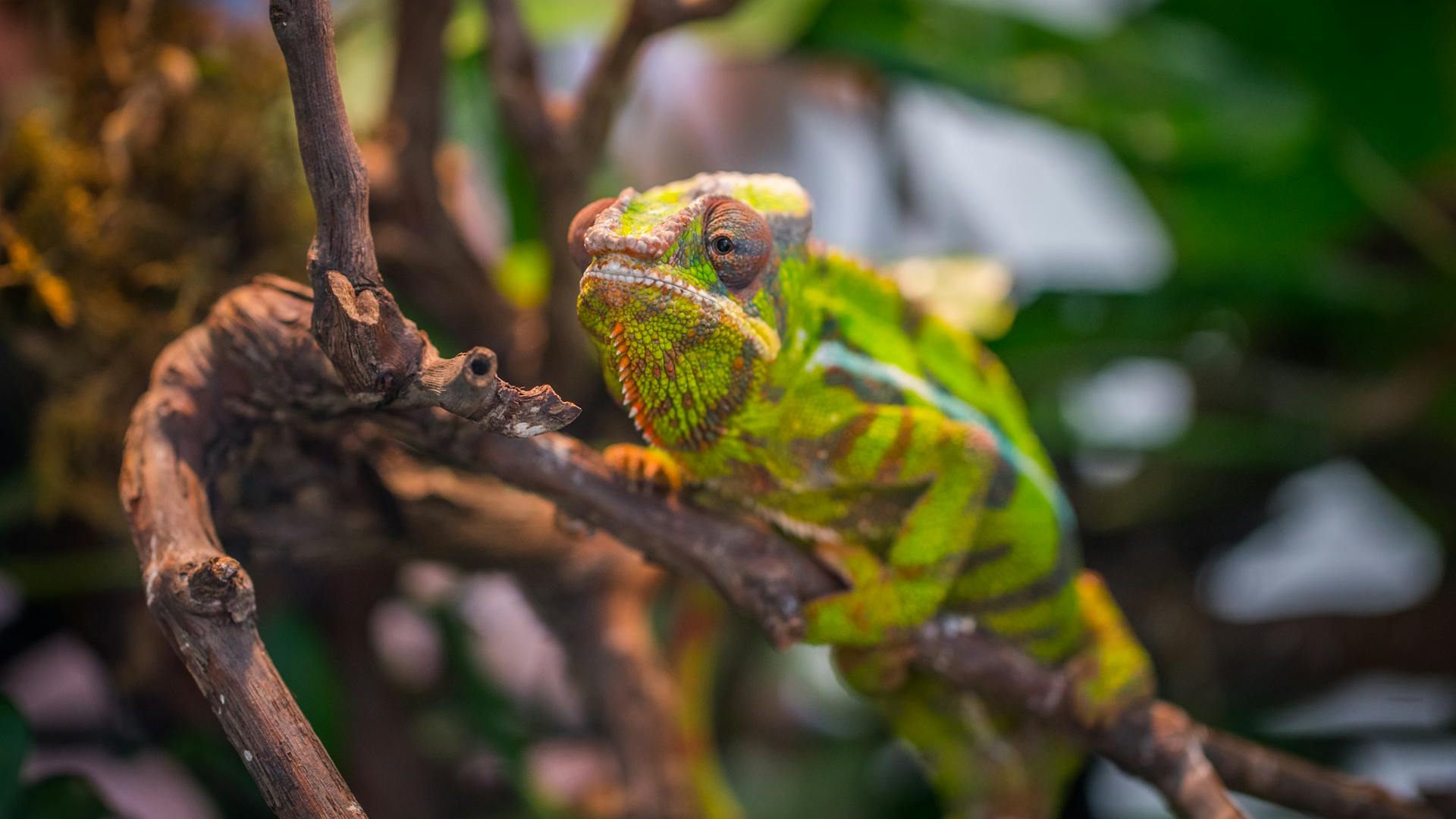 The Most Unexpected Predator in the Reptile Kingdom