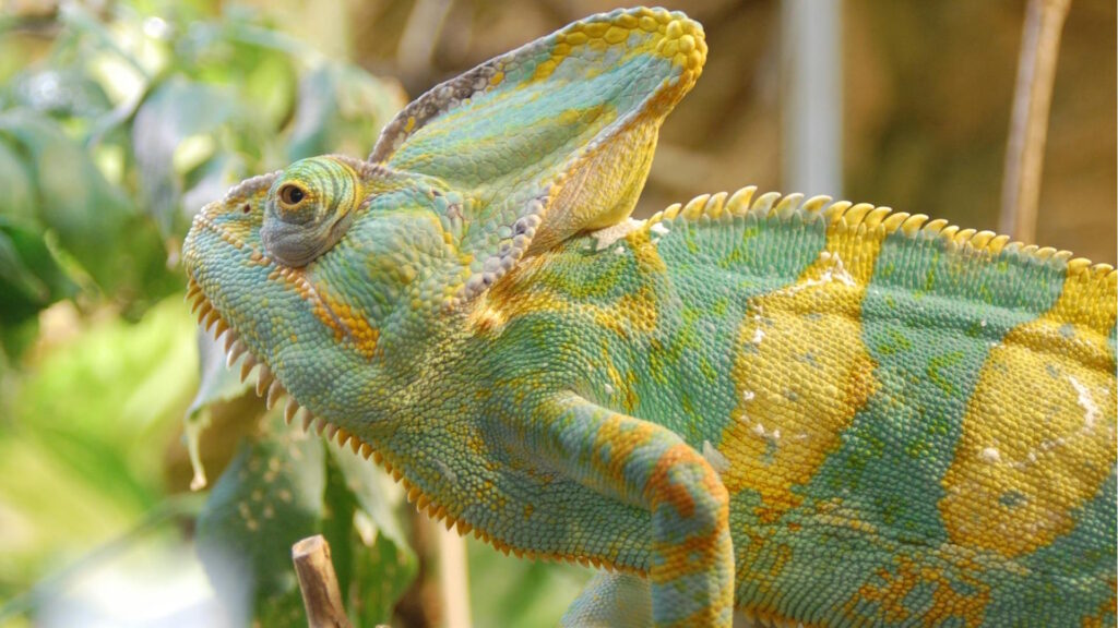 Vibrant image of a chameleon showcasing its colorful skin patterns in natural habitat.