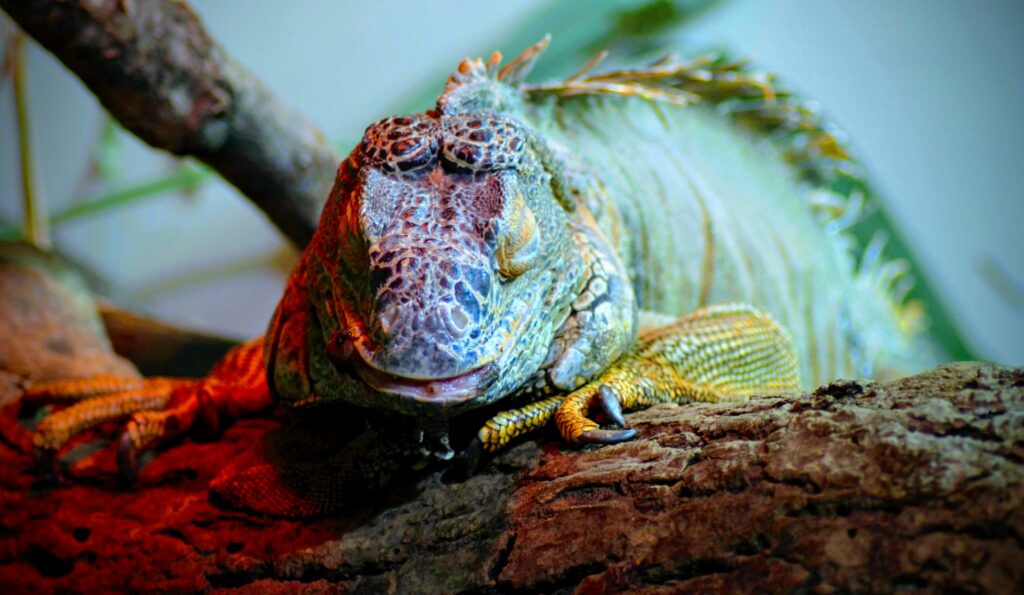 A calm iguana is perched on a branch, surrounded by leaves, enjoying a moment of tranquility.