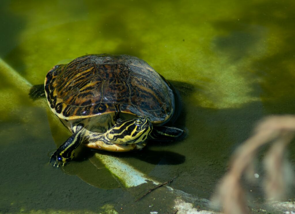 A turtle swims in a peaceful pond, creating ripples as it moves among the vibrant aquatic plants.
