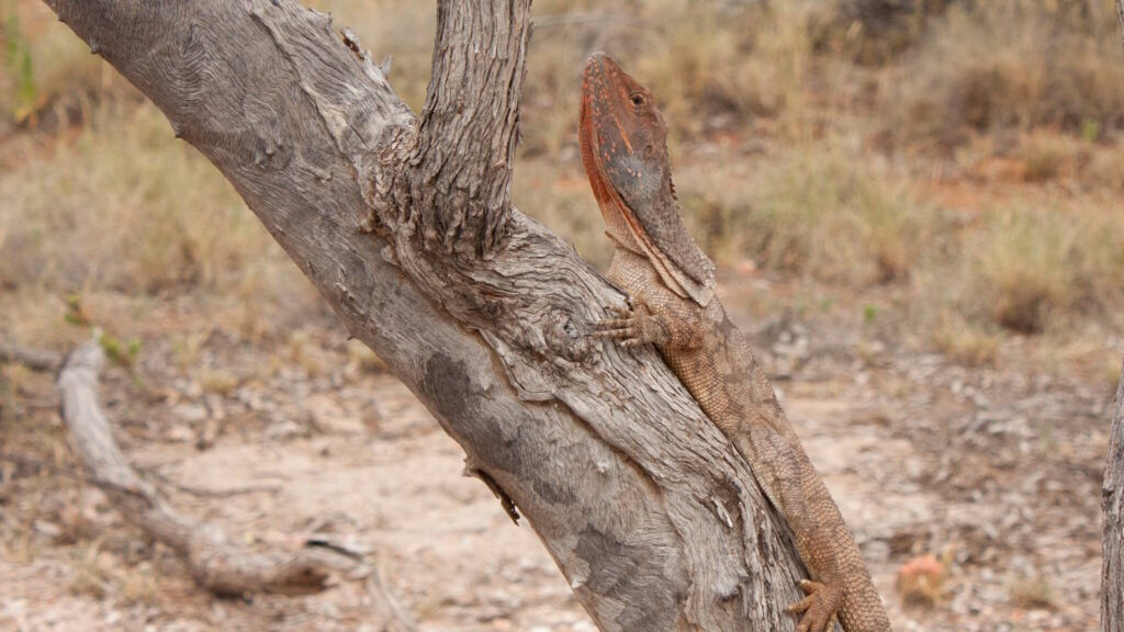 A frilled-neck lizard clinging to the trunk of a dry tree in a grassy, arid environment.