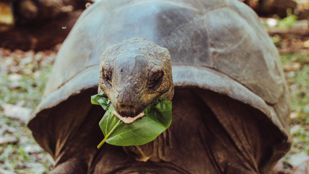 Close-up of a Galápagos giant tortoise eating green leaves, with its rough, textured face and large shell clearly visible.