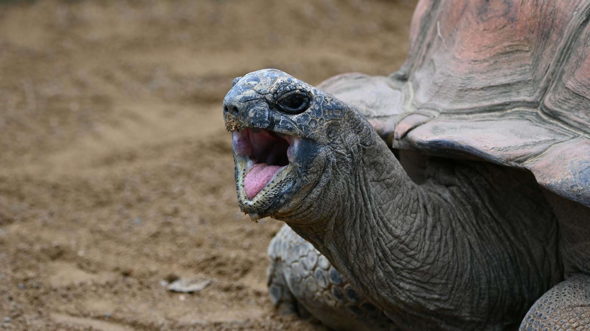 Close-Up of Aldabra Giant Tortoise Yawning