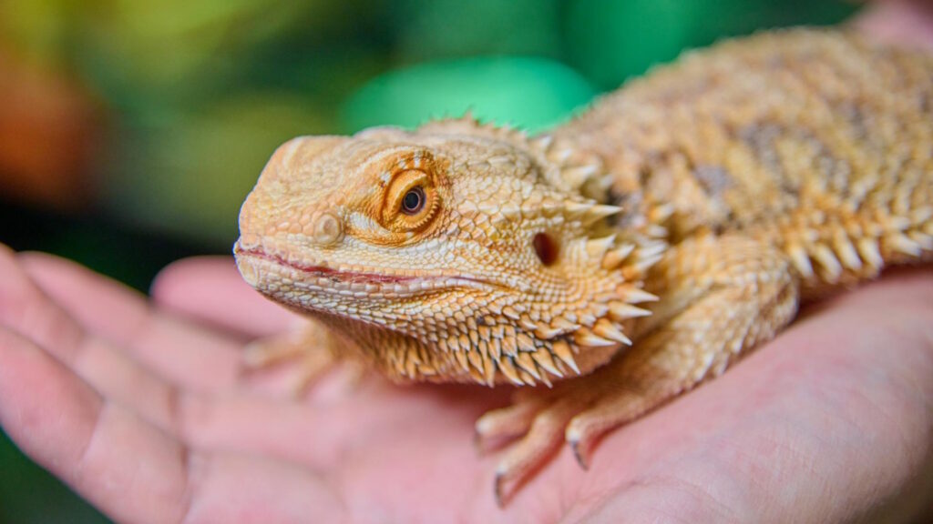 Close-up of a bearded dragon lizard resting calmly on a person's open hand, showcasing its textured scales and spiky appearance.