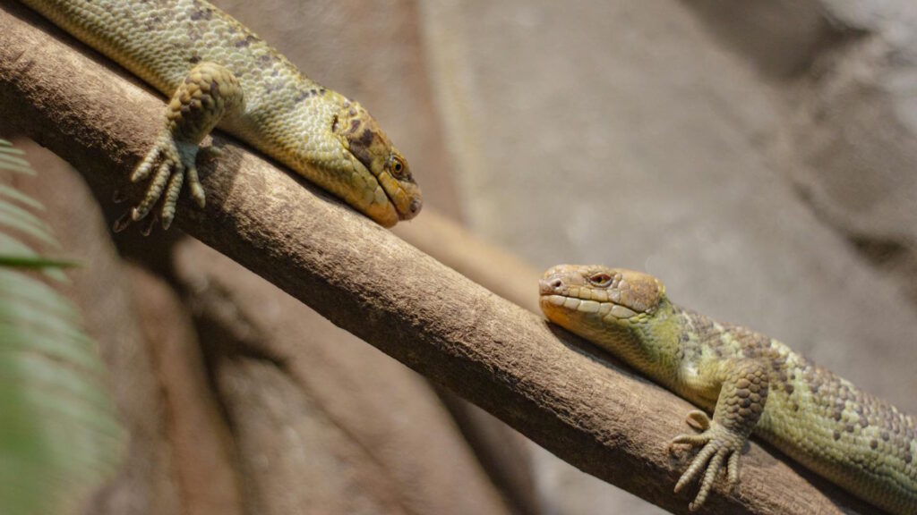 Two lizards resting on a branch, facing each other calmly in a naturalistic setting.