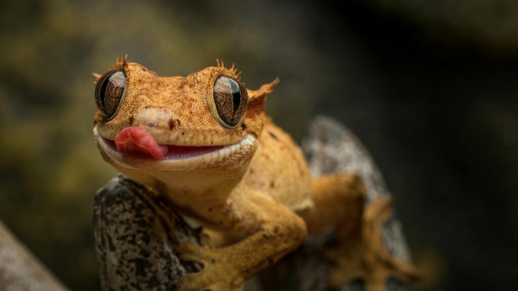 A detailed close-up of a crested gecko licking its eye against a blurred background.
