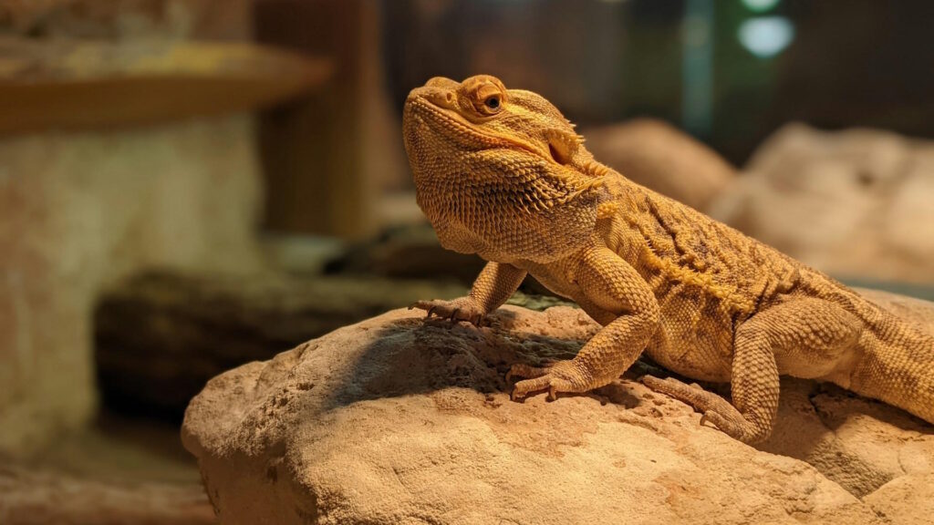 A close-up of a bearded dragon resting on a sunlit rock in a terrarium, showcasing its textured scales and alert posture.