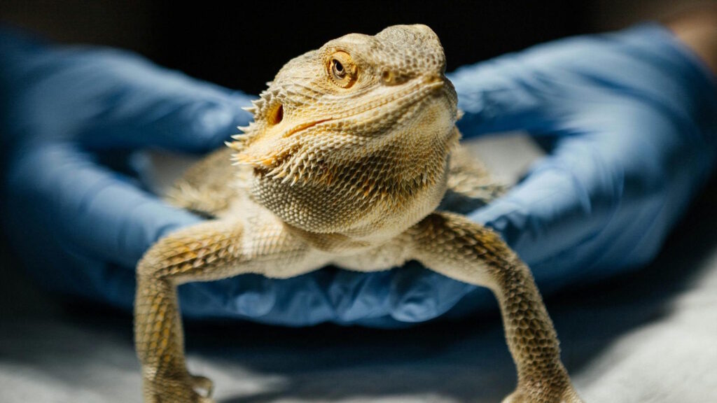 Close-up of a bearded dragon being held by a veterinarian in gloves