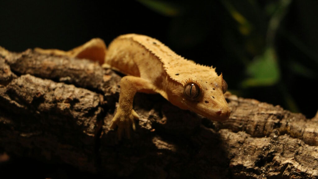 Detailed shot of a crested gecko resting on a log, captured in low light.