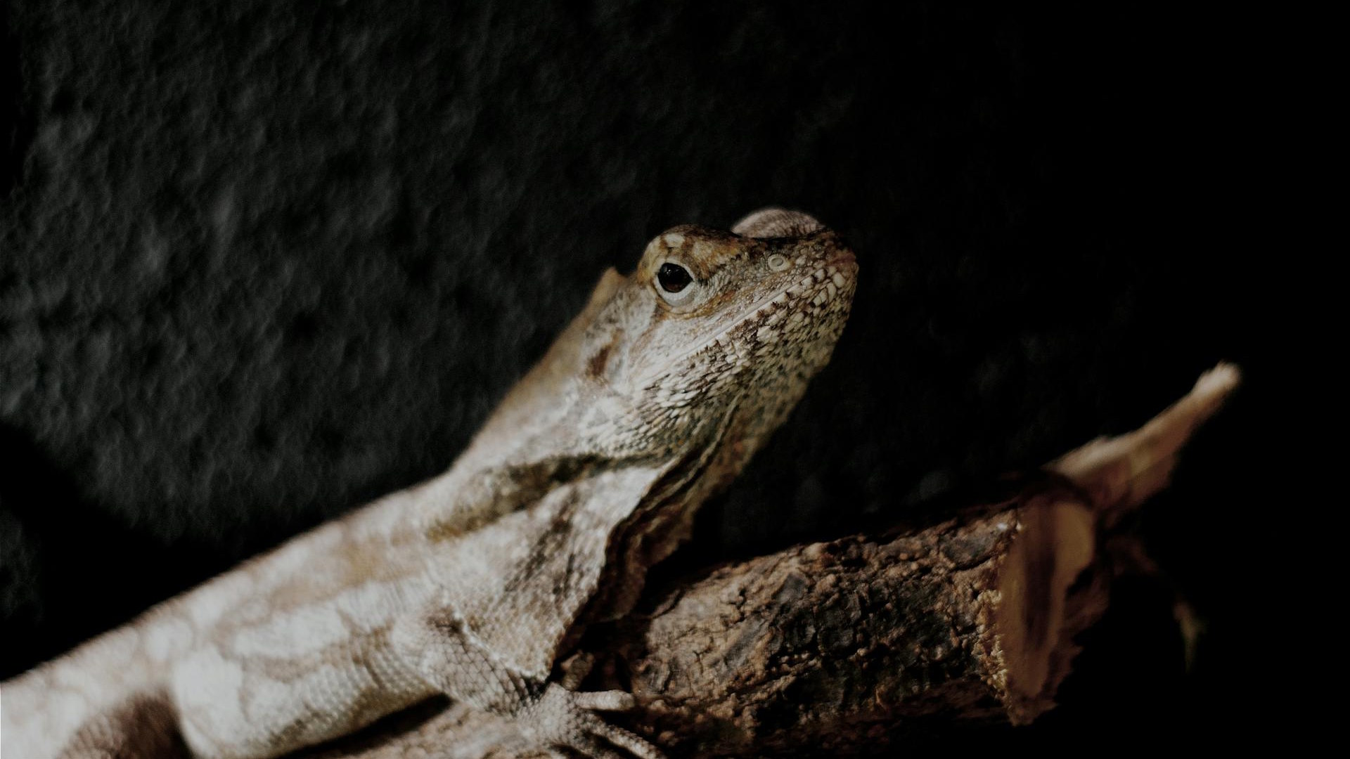 Close-up of a frilled-neck lizard with its frill partially extended, showcasing detailed texture and coloration of its scales.