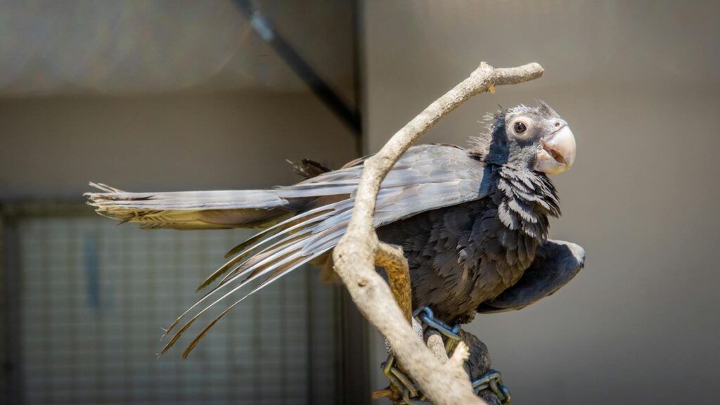 Detailed close-up of a black parrot sitting gracefully on a branch, captured outdoors.