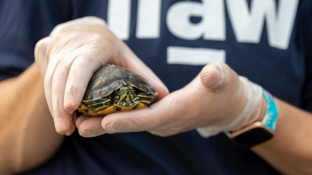 Close-up of a veterinarian holding a turtle at a rescue center, showcasing care and wildlife protection.