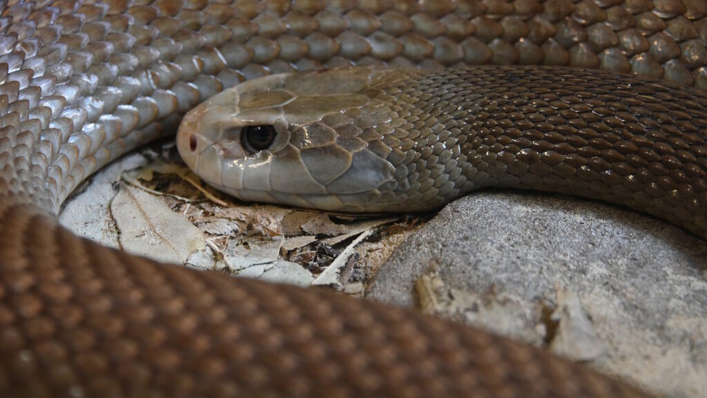 A close-up of a coastal taipan coiled on dry leaves and a rock, highlighting its glossy brown scales and pale, angular head.
