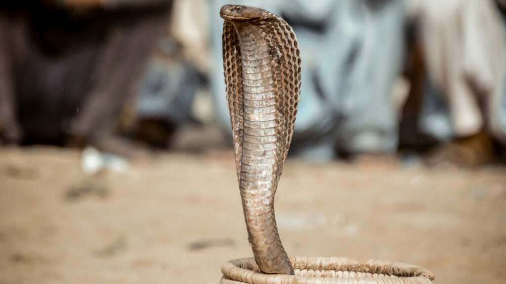 A cobra with its hood expanded rises from a woven basket on sandy ground