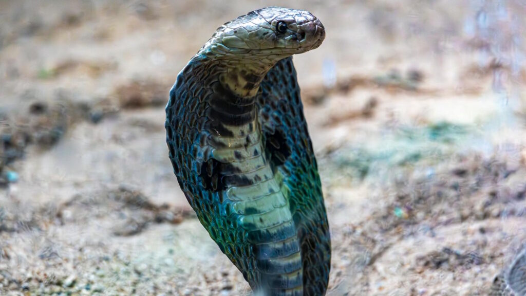 Dramatic shot of a cobra poised in its natural habitat displaying its hood