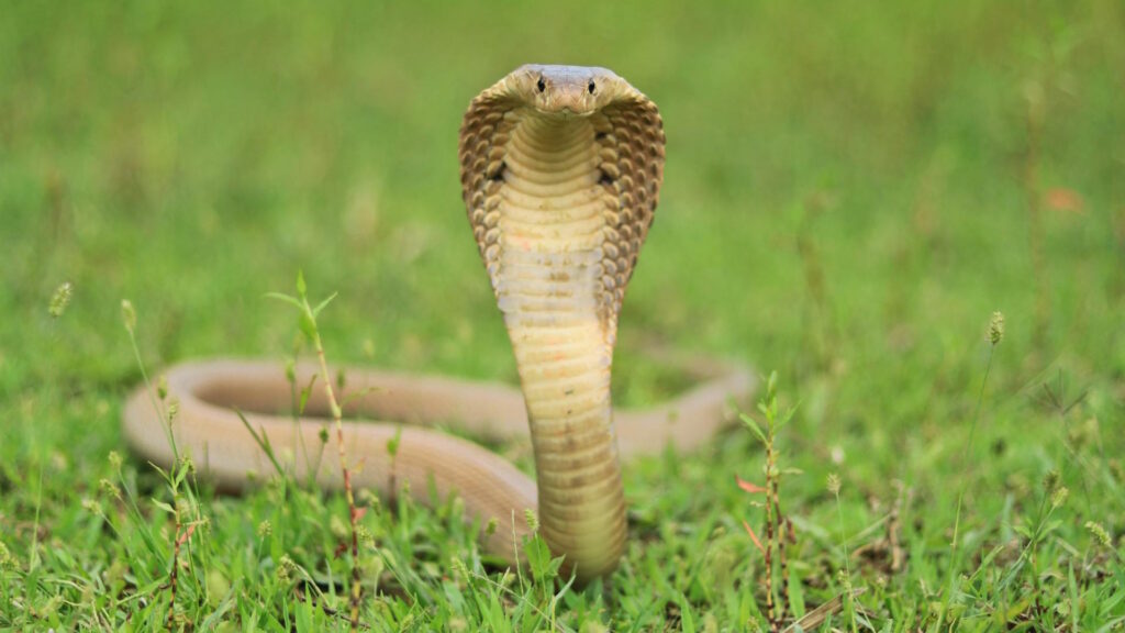 Intense close-up of a king cobra (Ophiophagus hannah) in a grassy field.