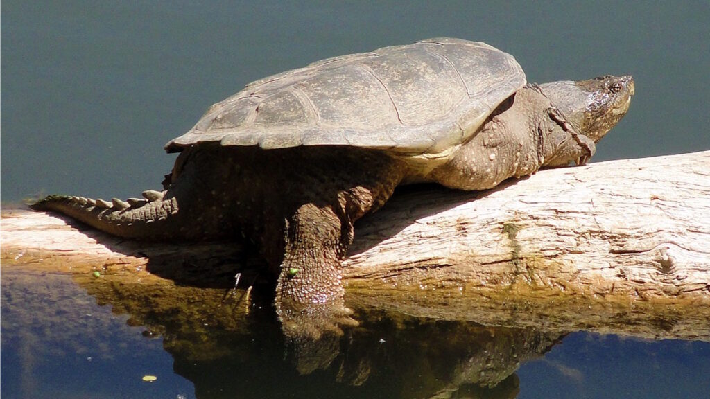 Common snapping turtle resting on a log
