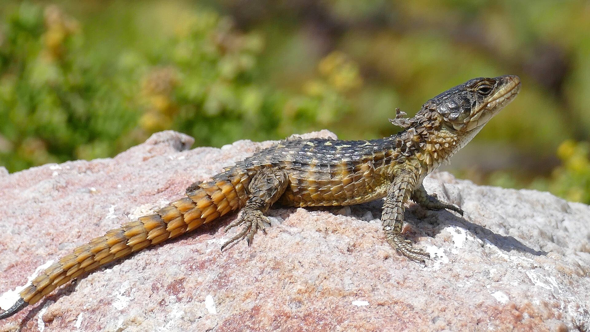 A Girdled Lizard (Cordylus cordylus) resting on a rocky surface, displaying its spiny, armored body and tail.
