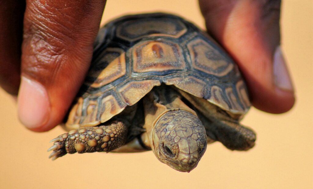 A person's hand gently holds a small turtle, showcasing its textured shell and tiny limbs.