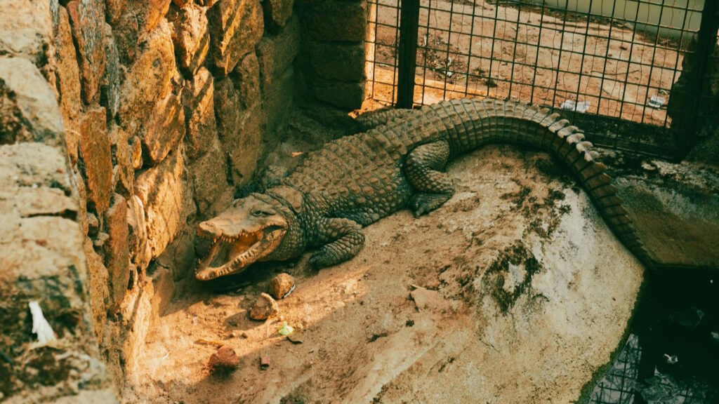 A captive crocodile in a zoo enclosure