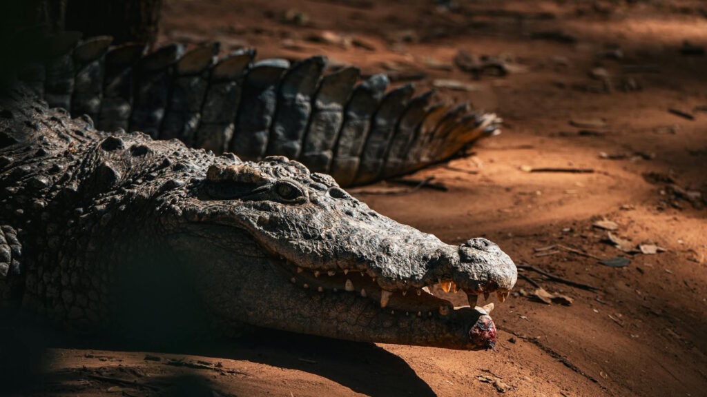 Close-up of a crocodile resting on sunlit dirt