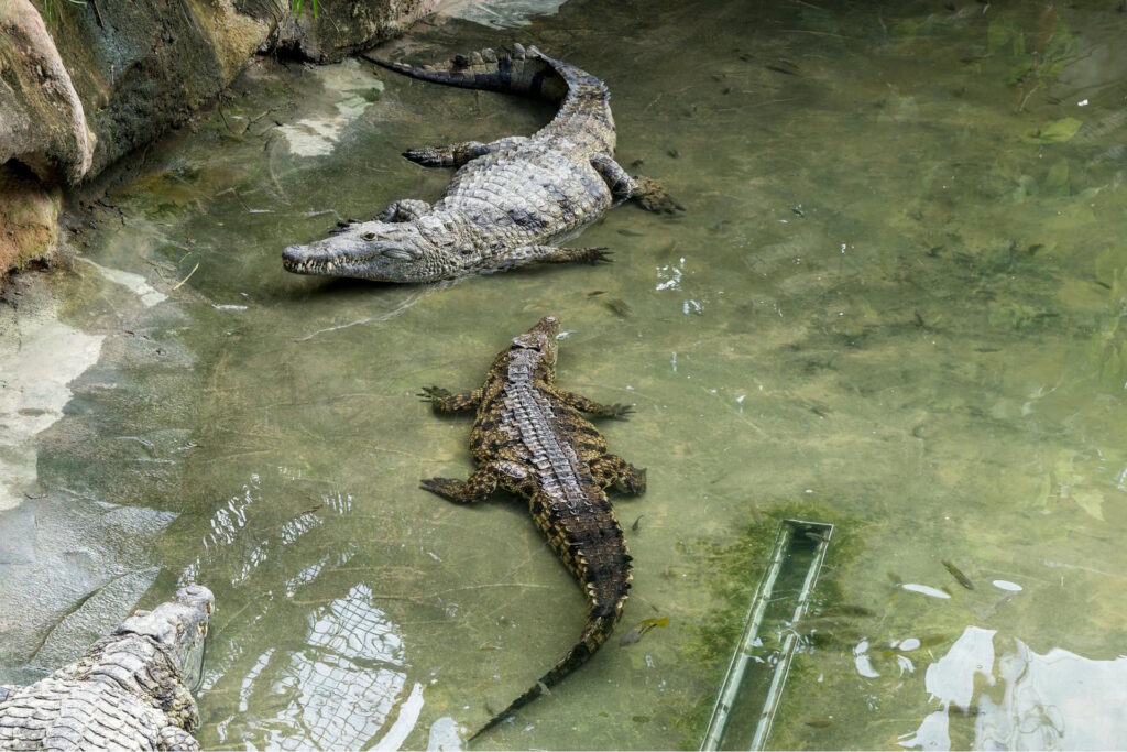 Several crocodiles resting in a shallow outdoor pool, offering a glimpse into their natural habitat.