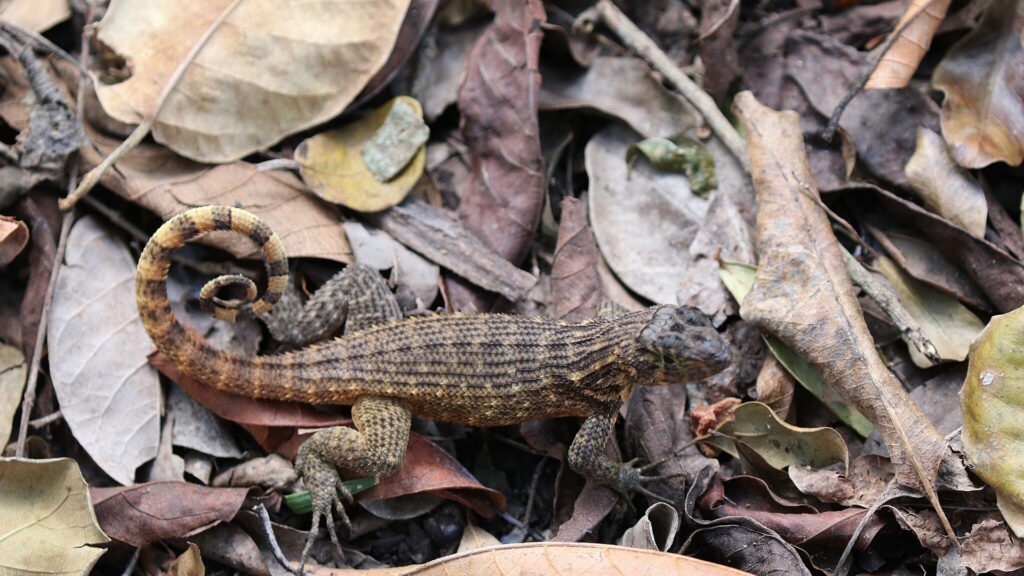 A Cuban curly-tailed lizard resting on a bed of dry, rough leaves, representing the fragile and specialized nature of island reptile species.