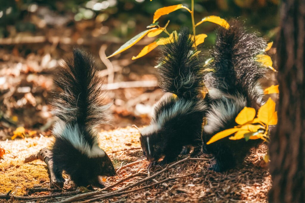 A group of three skunks walking through a wooded landscape, with trees and undergrowth around them.