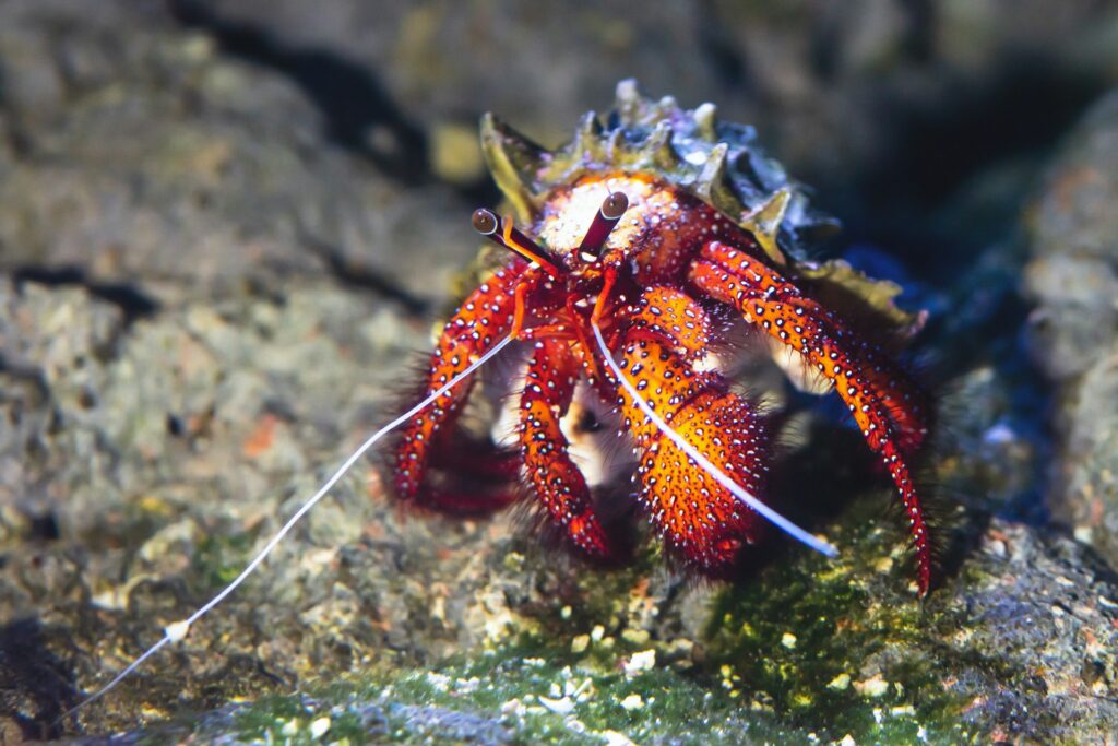 A vibrant red and orange hermit crab perched on a textured rock, showcasing its colorful shell against the natural backdrop.