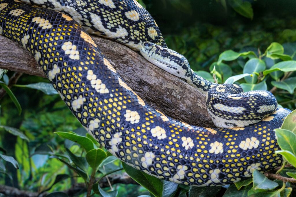 A large snake coiled on a branch, blending with the surrounding foliage in a natural habitat.