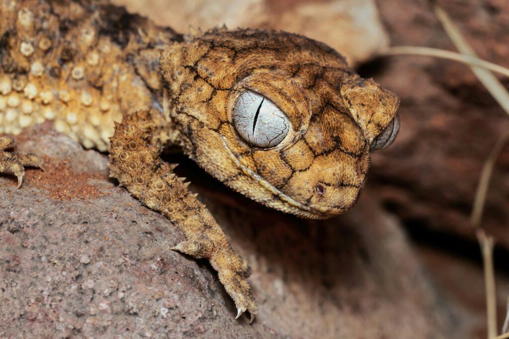 Detailed view of a lizard with prominent eyes, emphasizing its unique features and the intricate patterns on its skin.