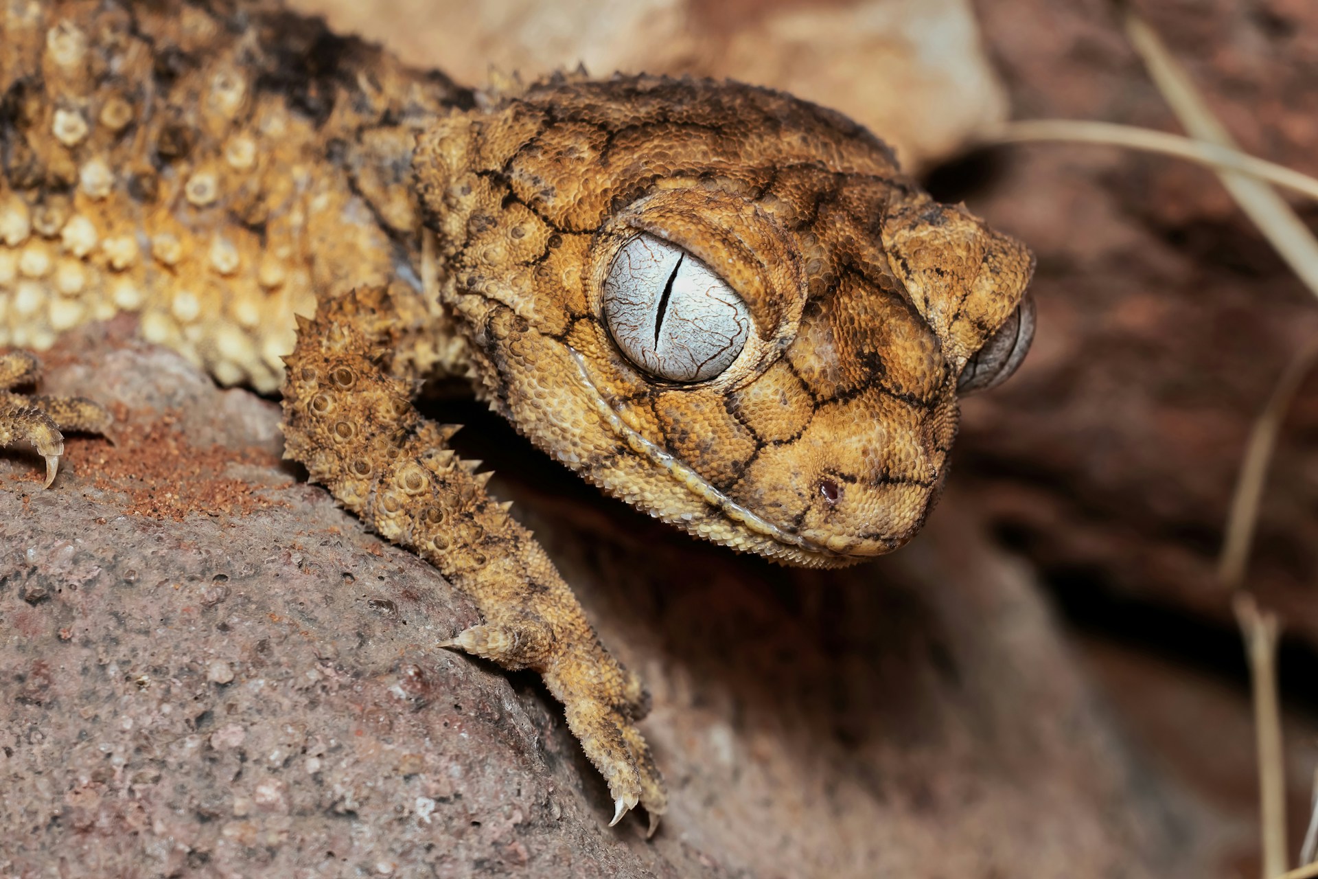 Detailed view of a lizard with prominent eyes, emphasizing its unique features and the intricate patterns on its skin.