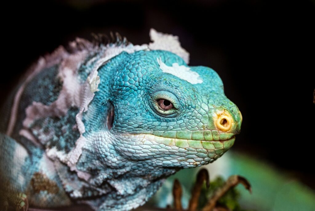 A Fijian Iguana in the process of shedding its skin.