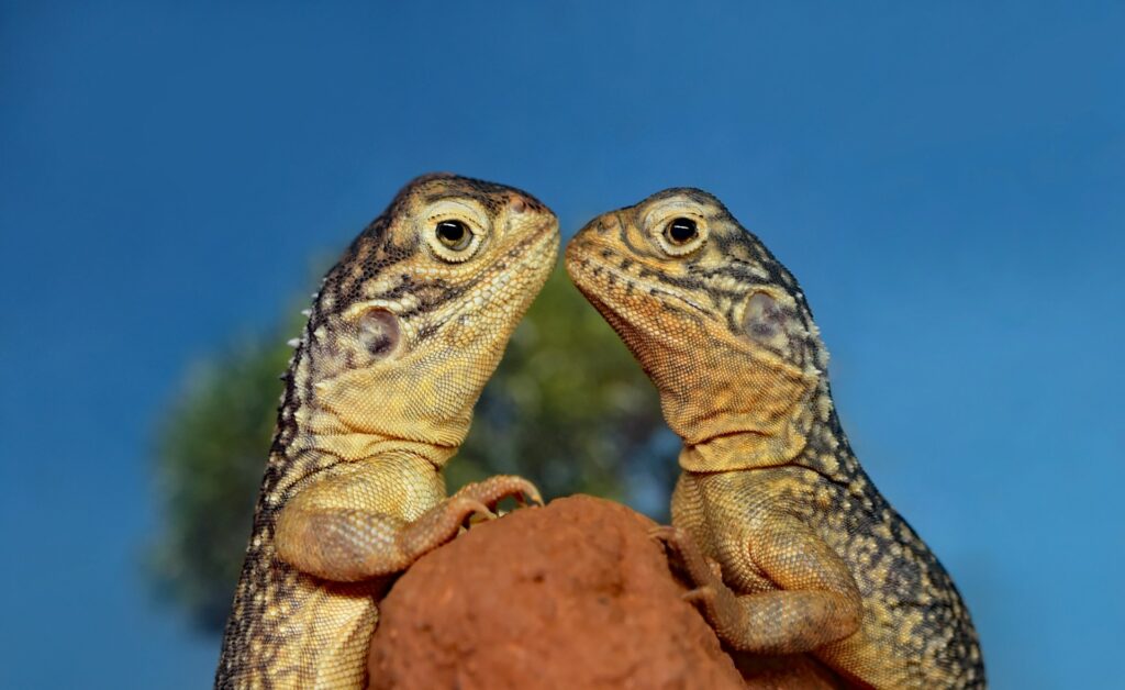 Two lizards are affectionately kissing on a rock, showcasing their vibrant colors and intricate patterns.