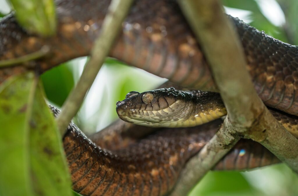 A striking snake perches on a branch in the jungle, its scales glistening in the filtered sunlight.