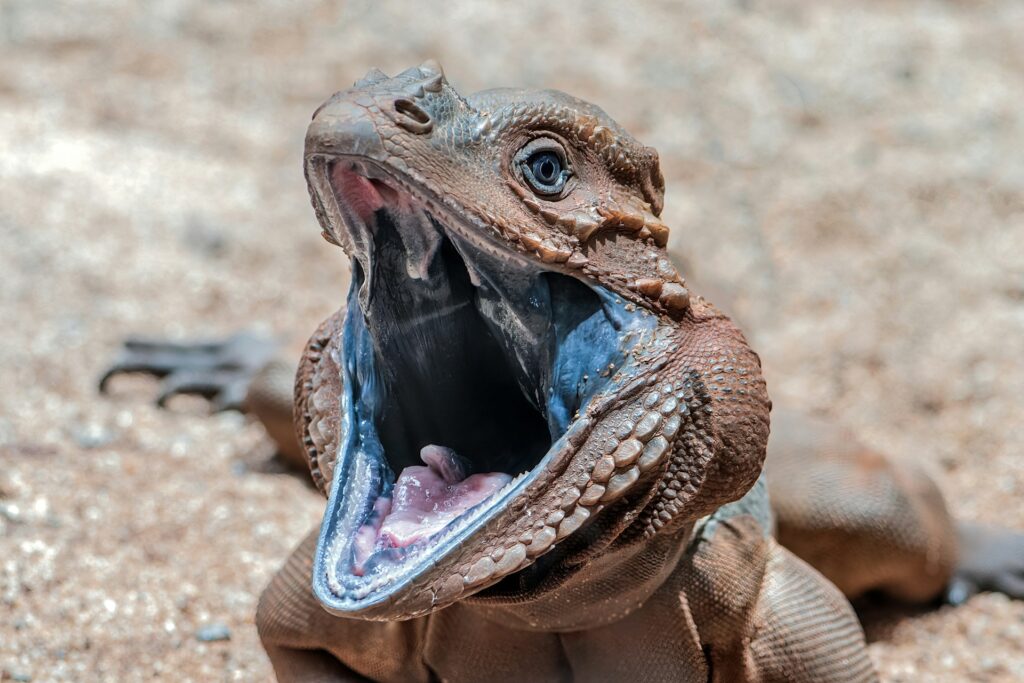 An iguana with its mouth wide open, showcasing its vibrant green scales and sharp teeth against a blurred natural background.