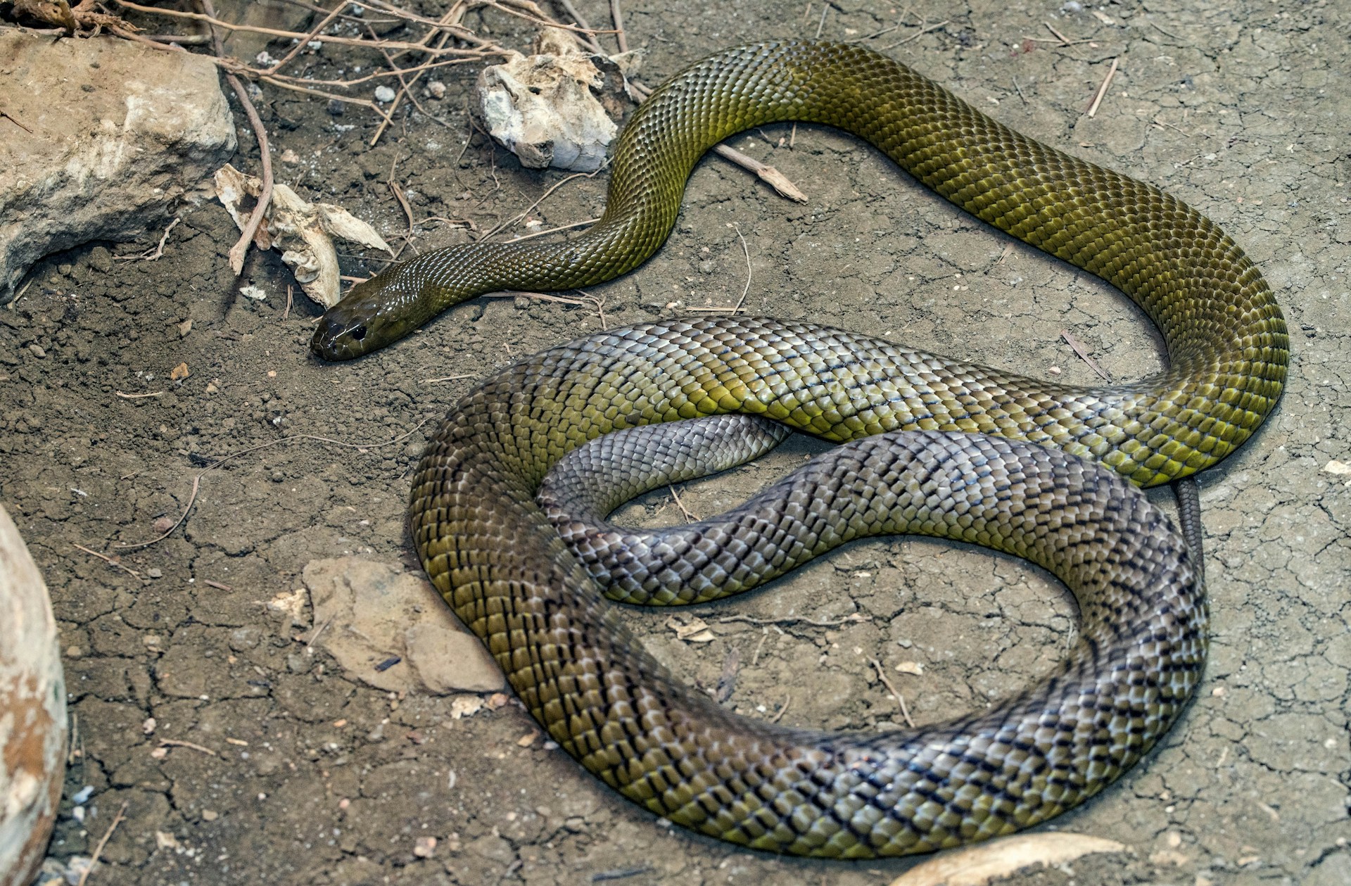 A large green snake with a striking yellow head, coiled on a branch in a lush environment.