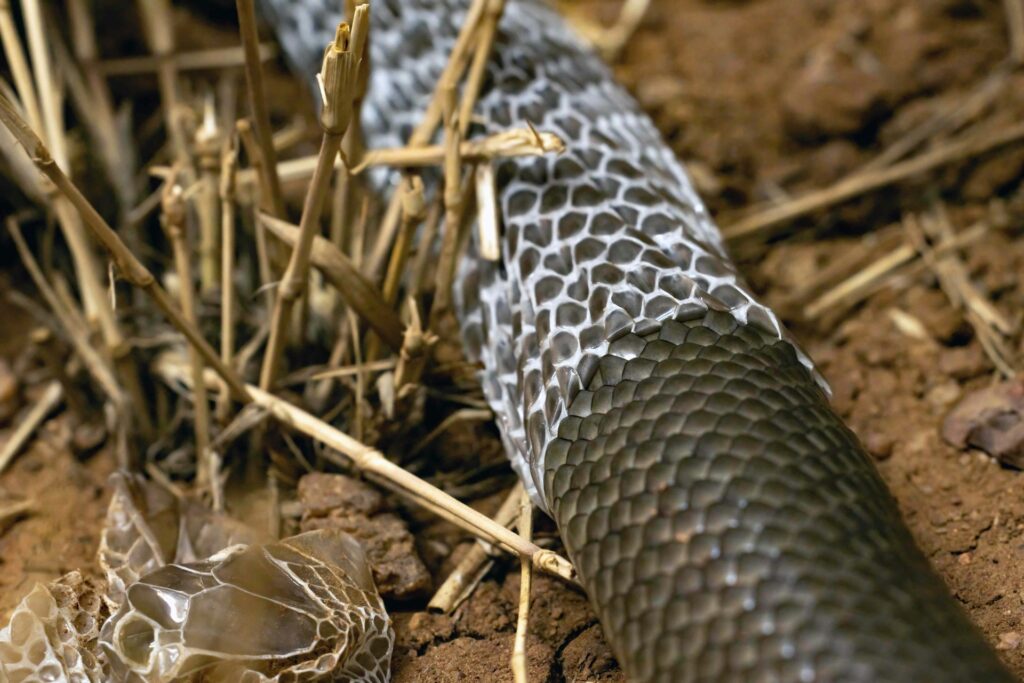An Inland Taipan shedding it's skin.