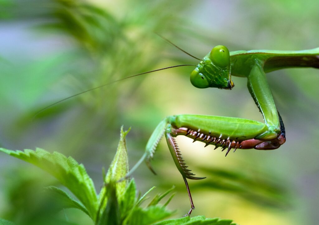 A green praying mantis rests on a vibrant green leaf, blending seamlessly with its natural surroundings.