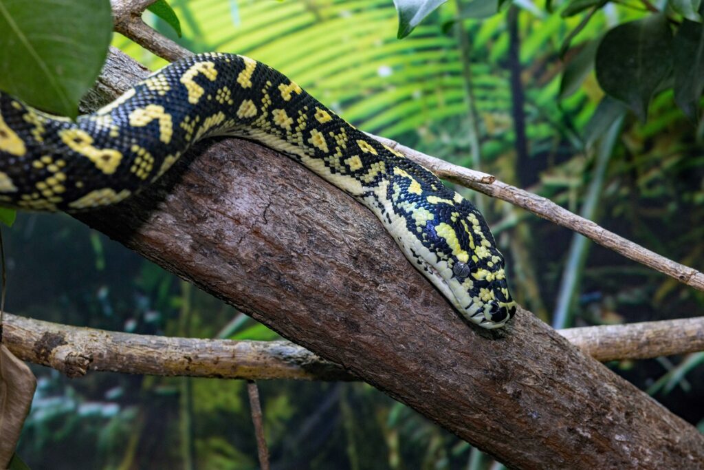 A Jungle Carpet Python at Hartleys Crocodile Adventures.
