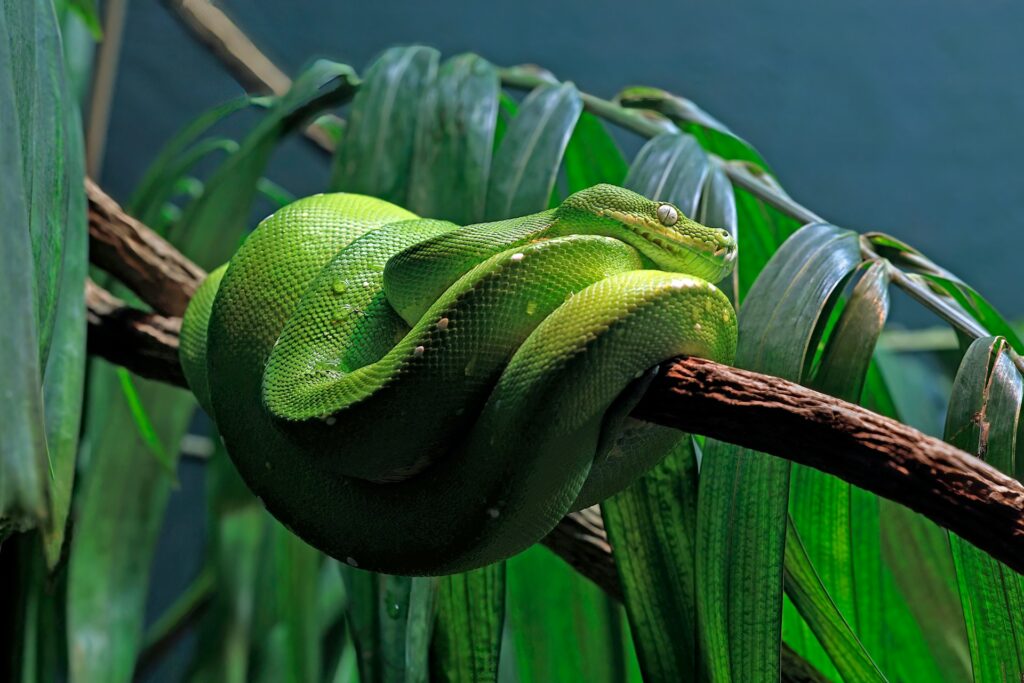 A Green Tree Python coiled up over a jungle vine.